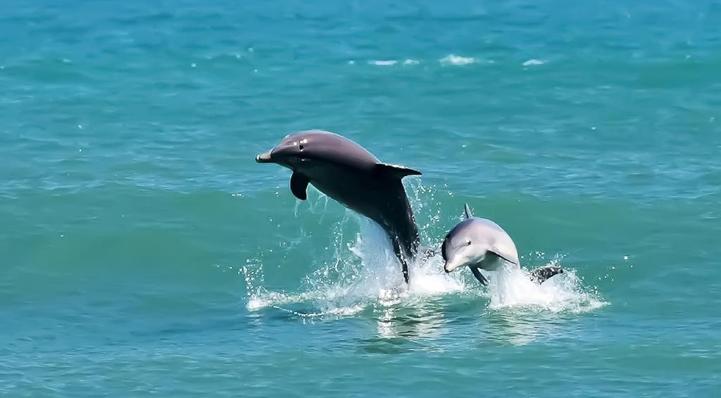 Black Dolphin Inn New Smyrna Beach Kamer foto